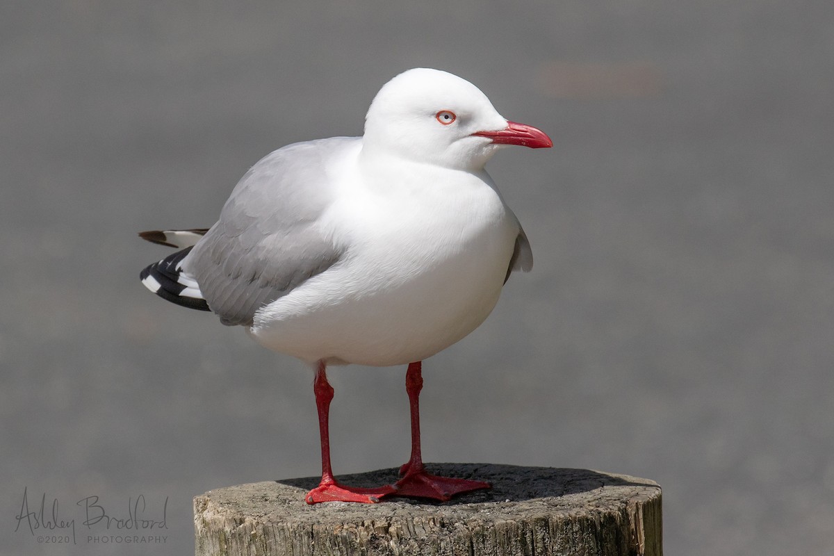 Silver Gull (Red-billed) - ML220595831