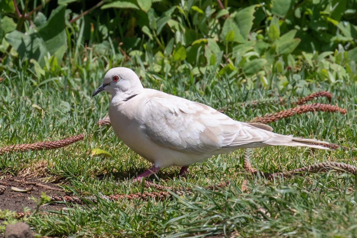 African Collared-Dove - ML220596121