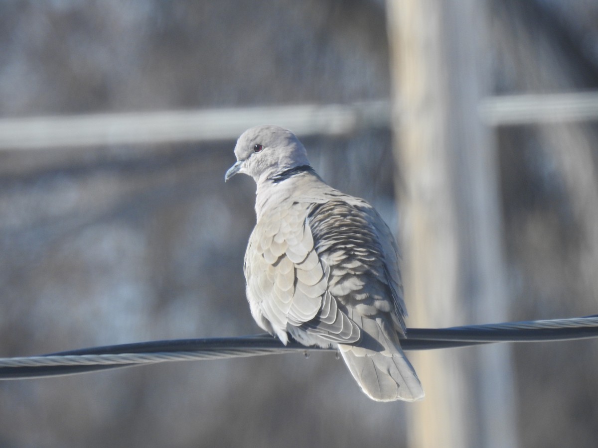 Eurasian Collared-Dove - ML220599061