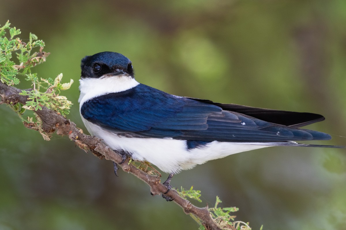 White-tailed Swallow - Stefan Hirsch