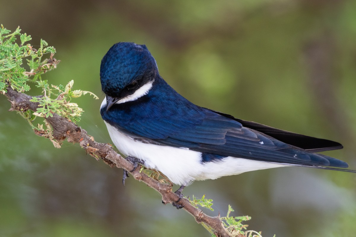White-tailed Swallow - Stefan Hirsch