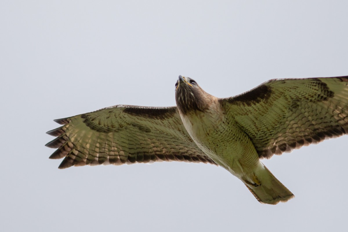 Red-tailed Hawk (calurus/alascensis) - John C Sullivan