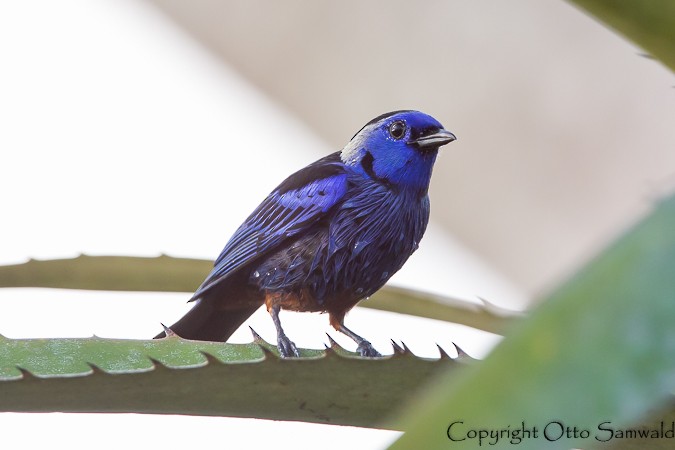 Opal-rumped Tanager - Otto Samwald