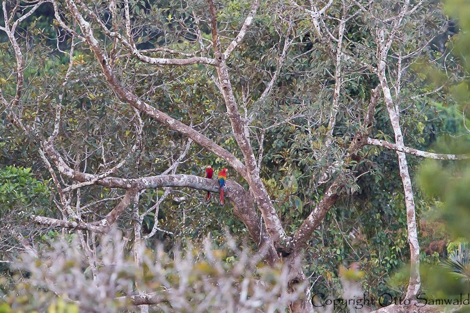 Scarlet Macaw - ML22061001