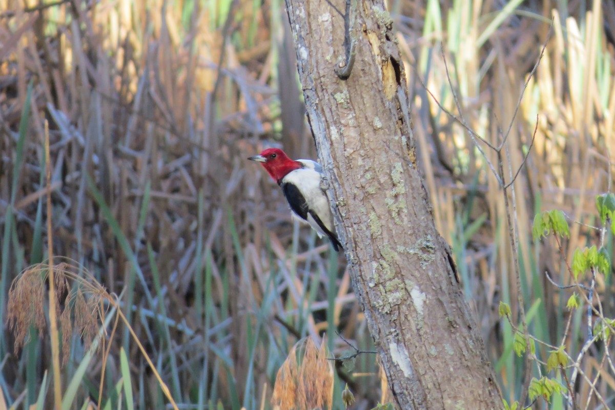 Red-headed Woodpecker - ML220615451