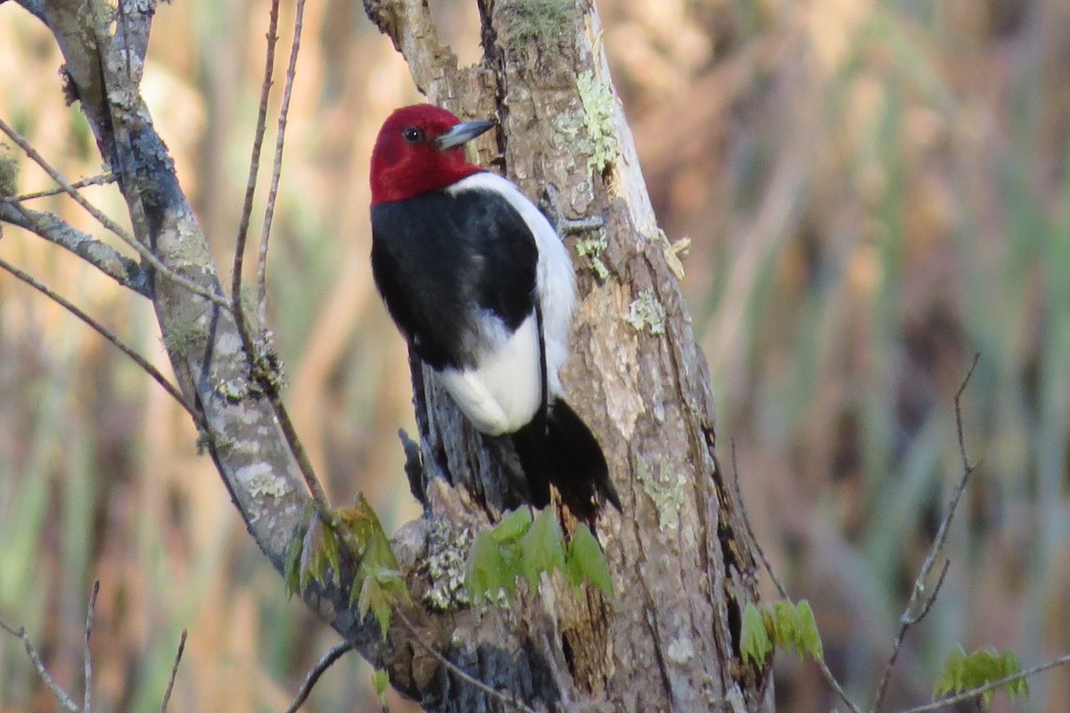 Red-headed Woodpecker - ML220615491