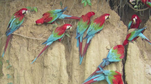 Red-and-green Macaw - ML220619271