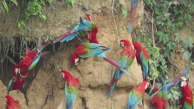 Red-and-green Macaw - ML220619791