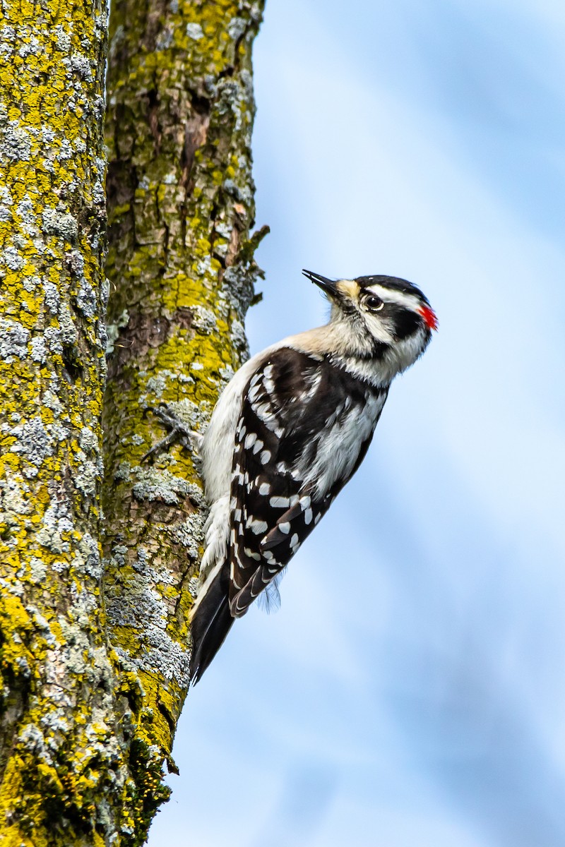 Downy Woodpecker - Matthew Plante