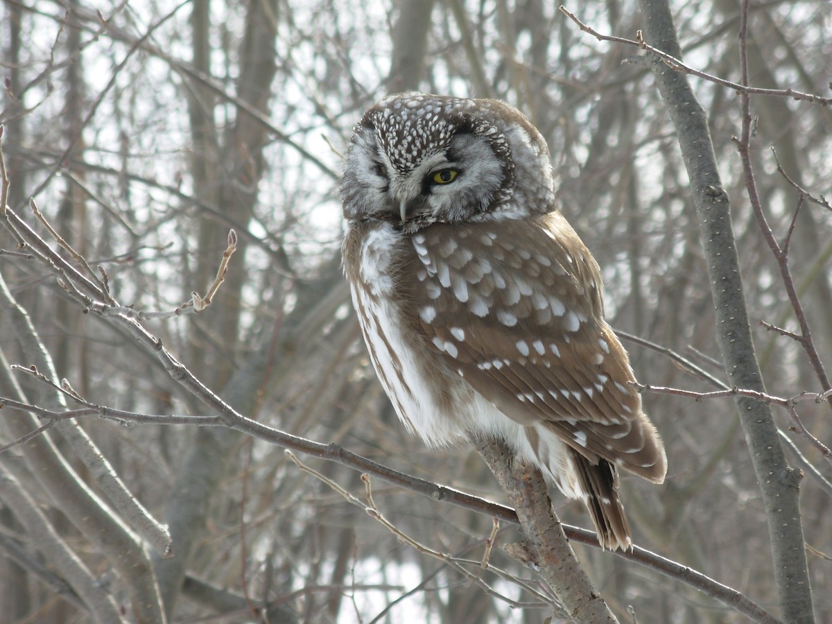 Boreal Owl - Burke Korol