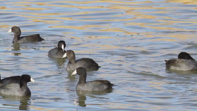 American Coot (Red-shielded) - ML220625601