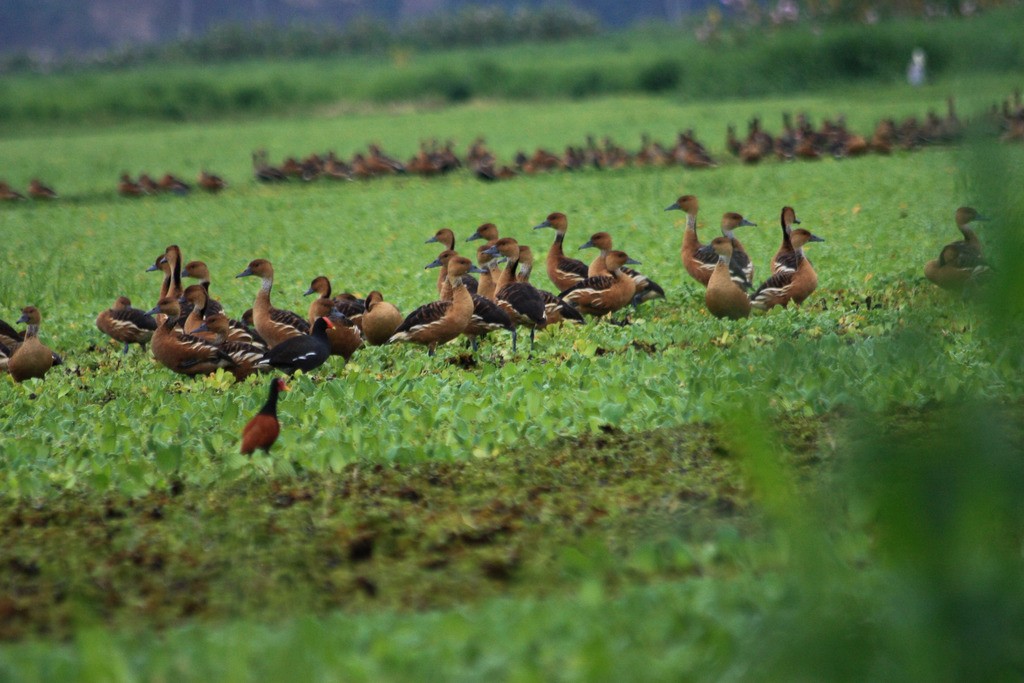 Fulvous Whistling-Duck - ML220627971