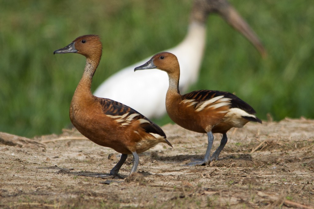 Fulvous Whistling-Duck - ML220628001