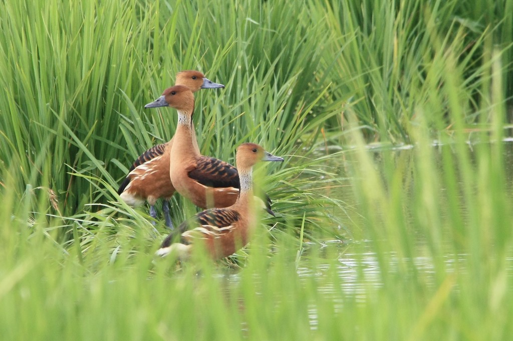 Fulvous Whistling-Duck - ML220628041