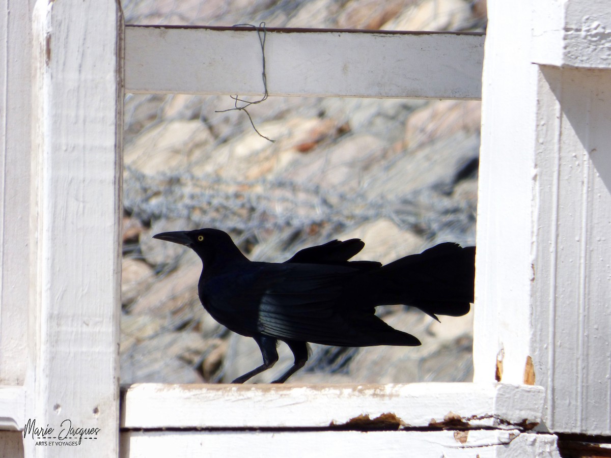Great-tailed Grackle - ML220629031