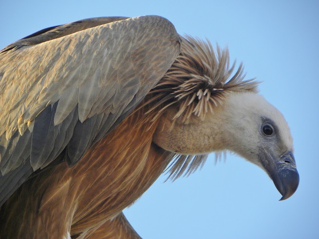 Juvenile&nbsp;Eurasian Griffon (subspecies <em class="SciName notranslate">fulvus</em>). - Eurasian Griffon - 