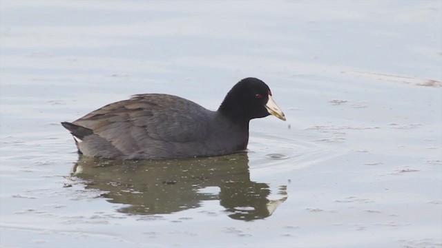 American Coot (Red-shielded) - ML220633211