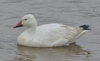 Snow Goose, ML220636611