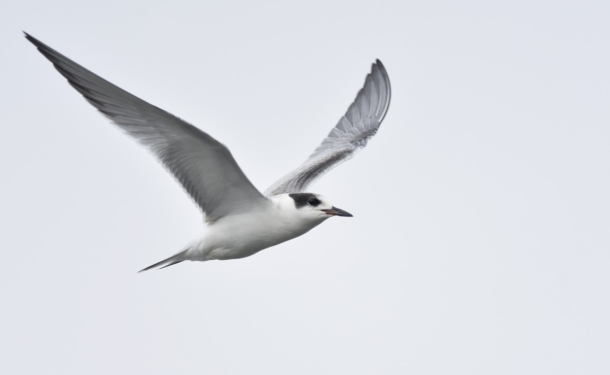 Common Tern - ML220639561