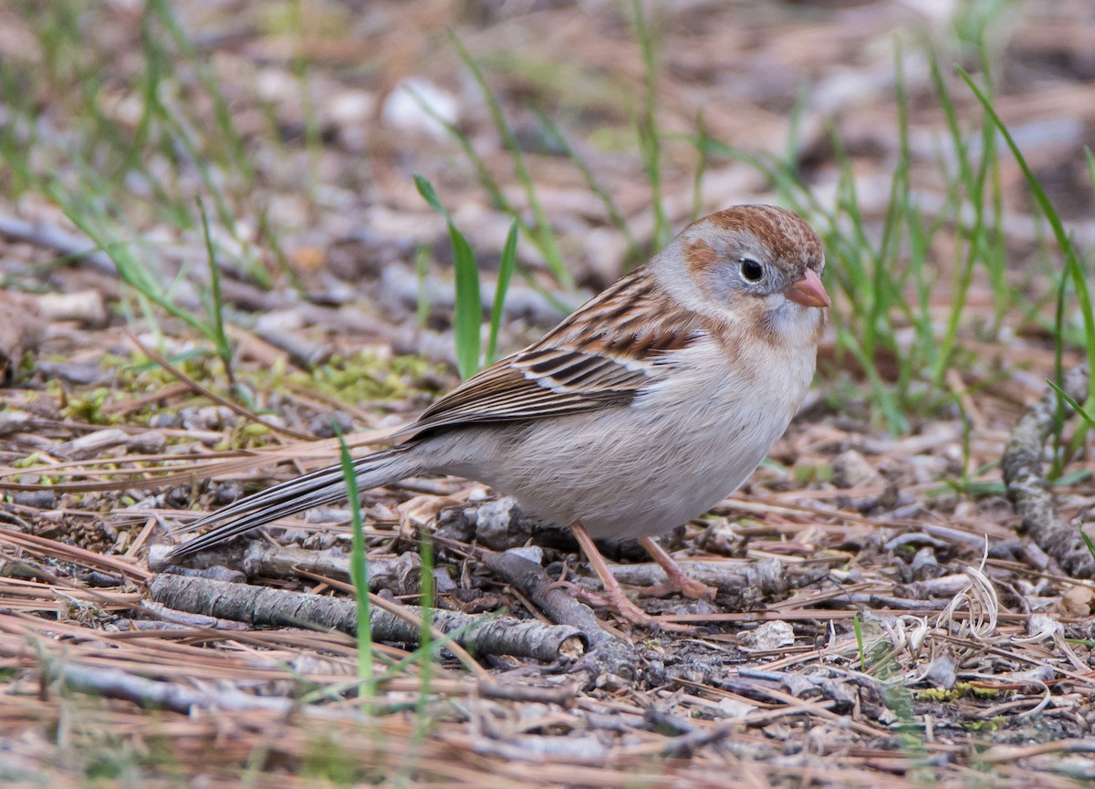 Field Sparrow - ML220640901