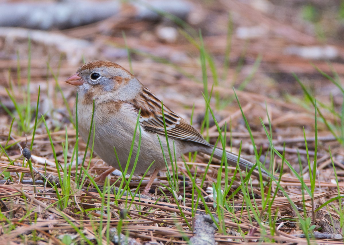 Field Sparrow - ML220640931