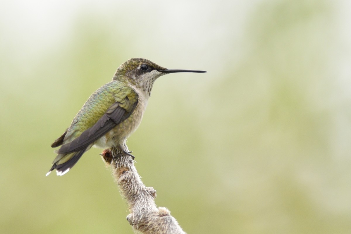 Ruby-throated Hummingbird - ML220641551