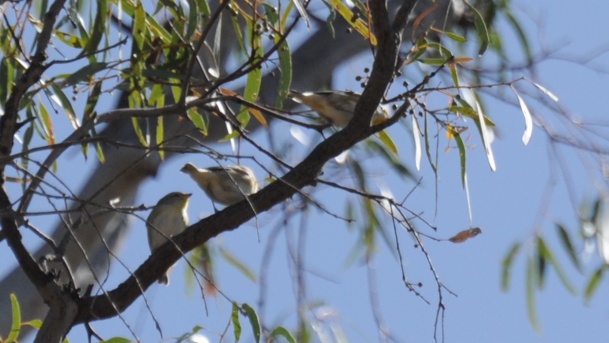 Spotted Pardalote - ML22064261