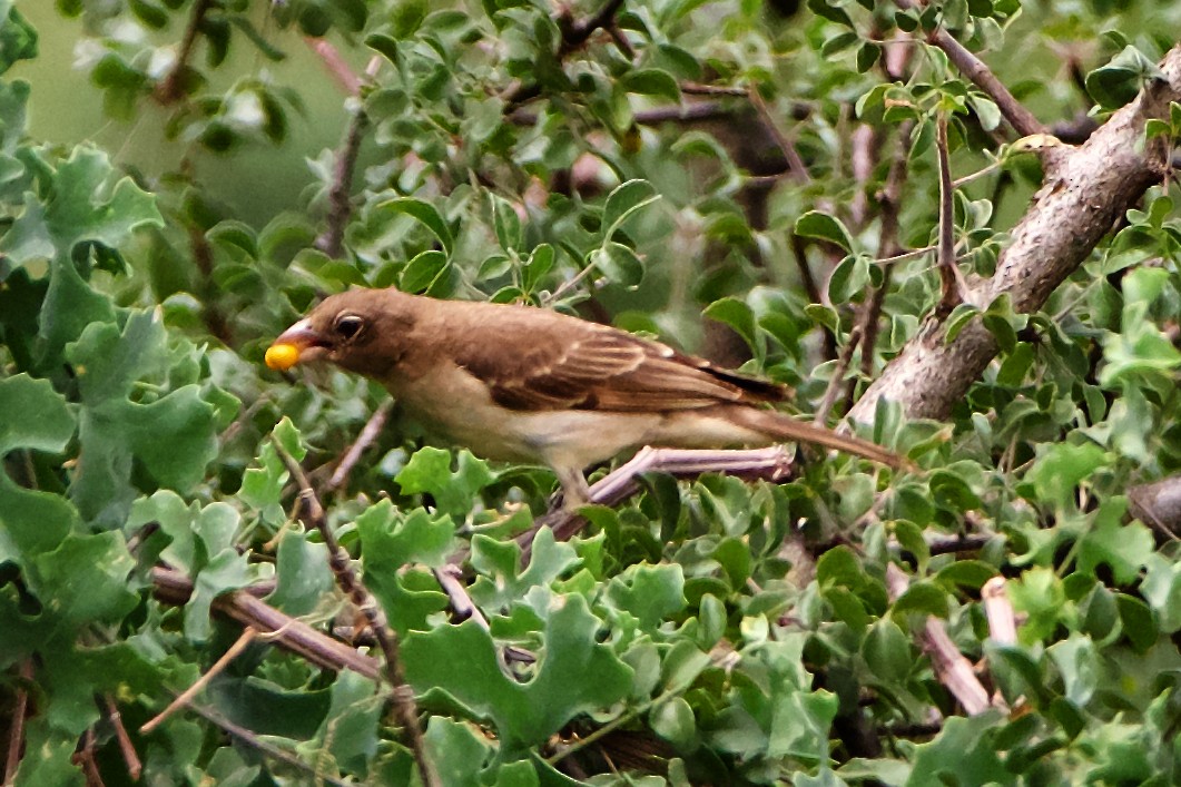 Yellow-spotted Bush Sparrow - ML220644201