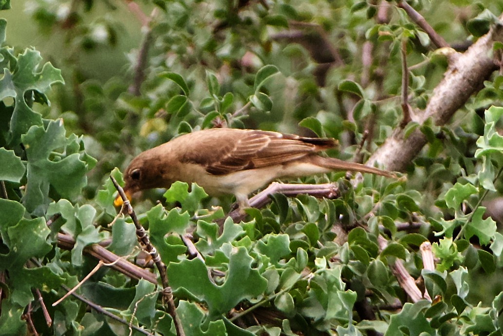 Yellow-spotted Bush Sparrow - Peder Svingen