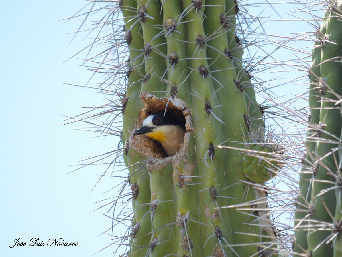 White-fronted Woodpecker - ML22064991