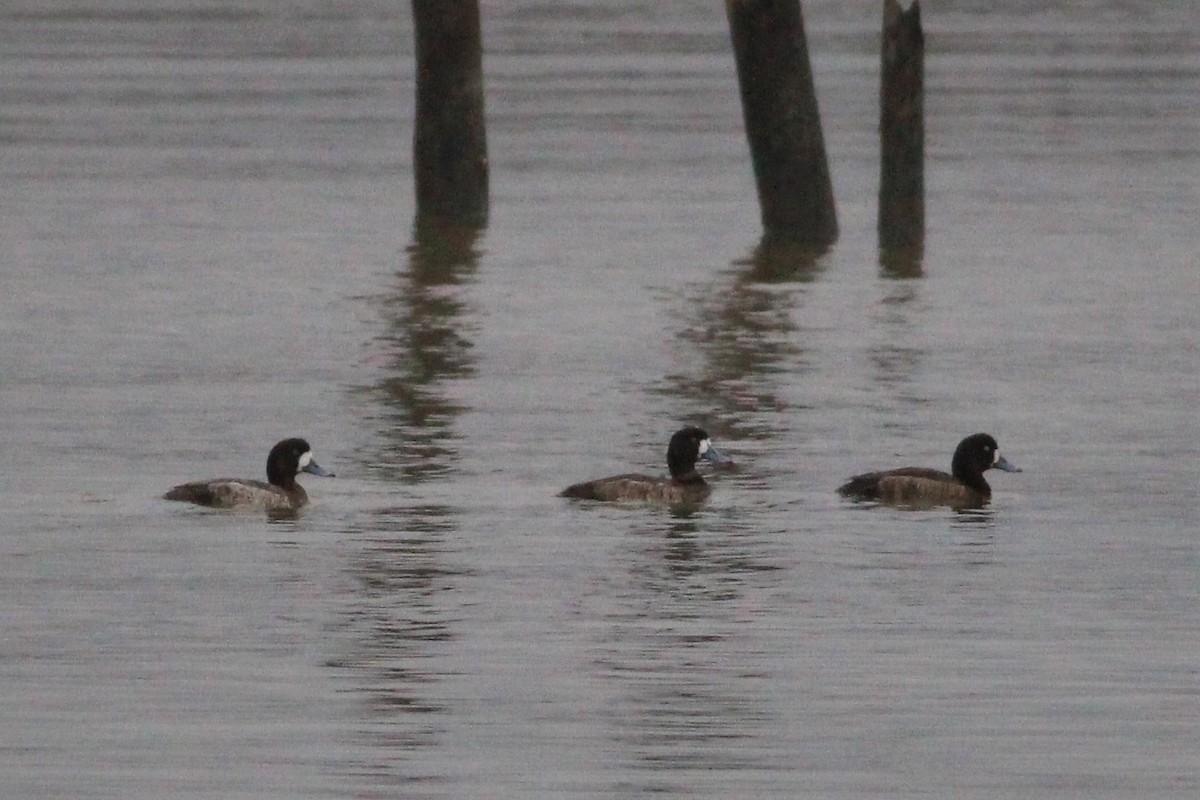Greater Scaup - Brian Berry