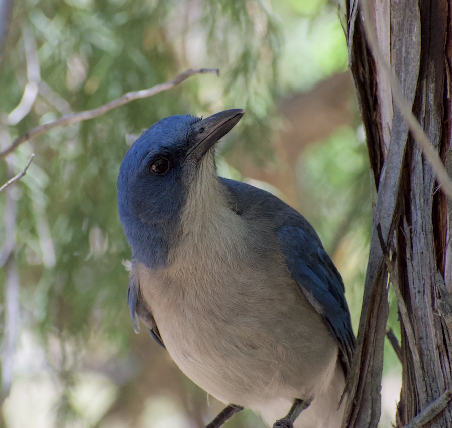 Mexican Jay - ML220658211