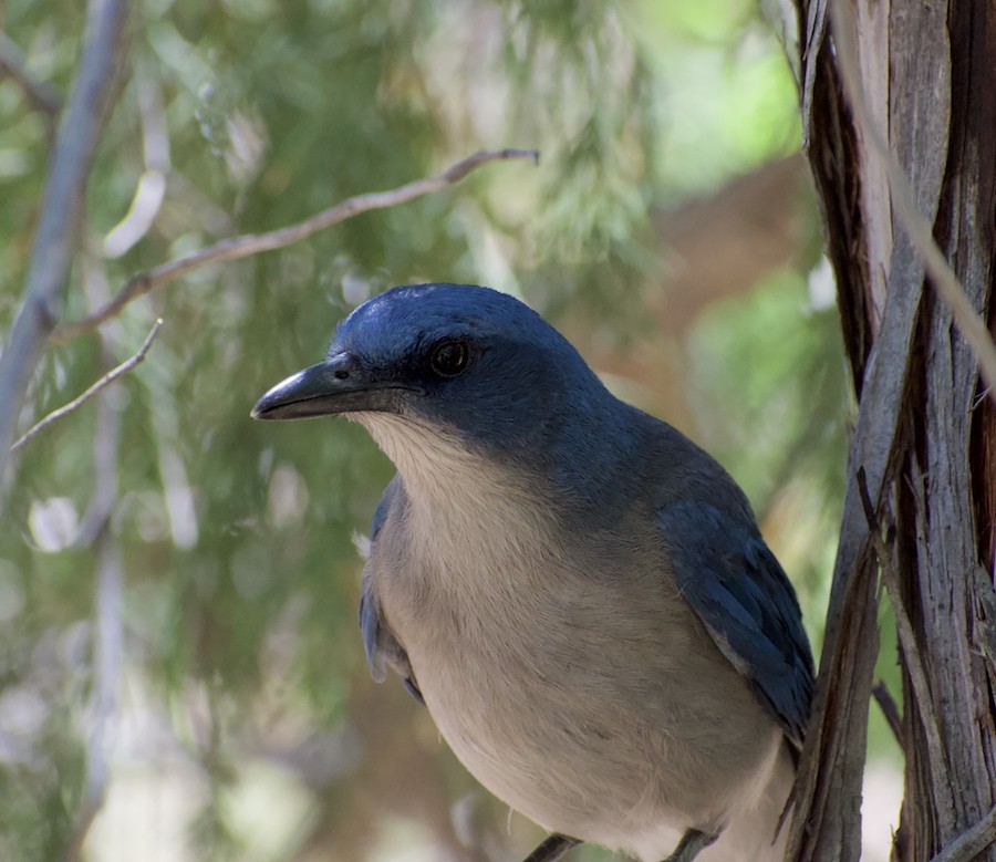 Mexican Jay - ML220658701