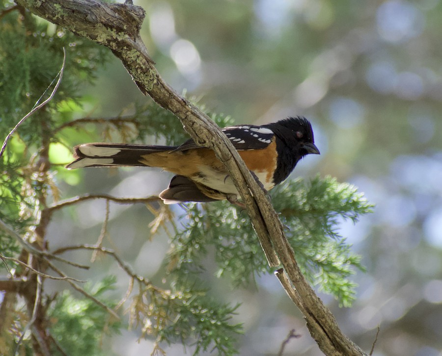Spotted Towhee - ML220659311