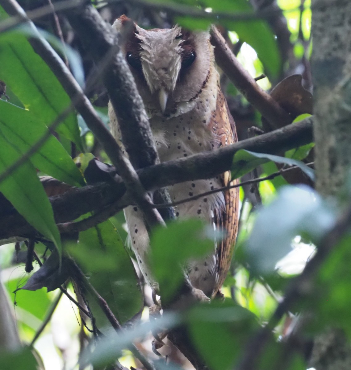 Sri Lanka Bay-Owl - Stephan Lorenz