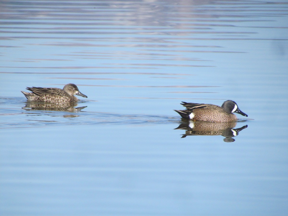 Blue-winged Teal - ML220662521