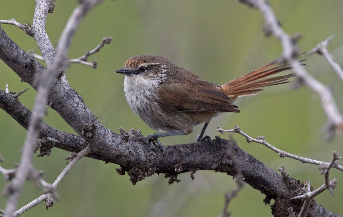 Necklaced Spinetail - ML220666311