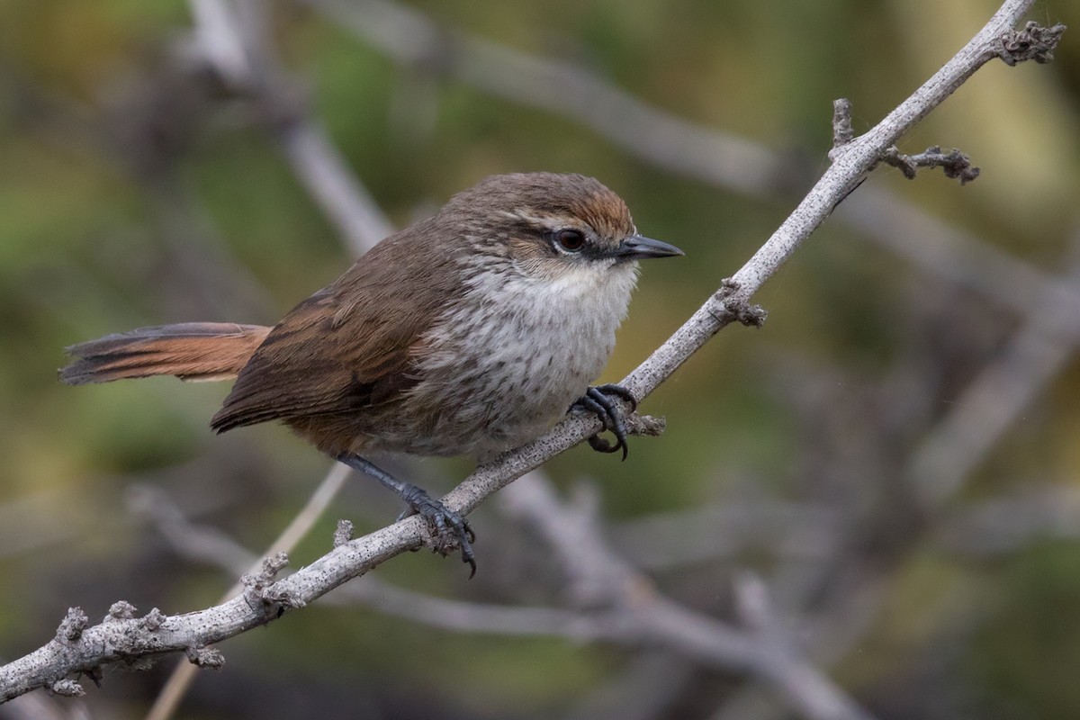 Necklaced Spinetail - ML220666331