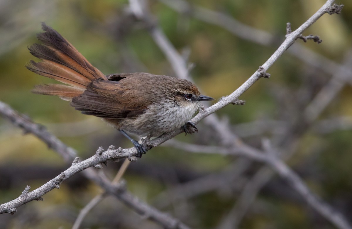 Necklaced Spinetail - ML220666411