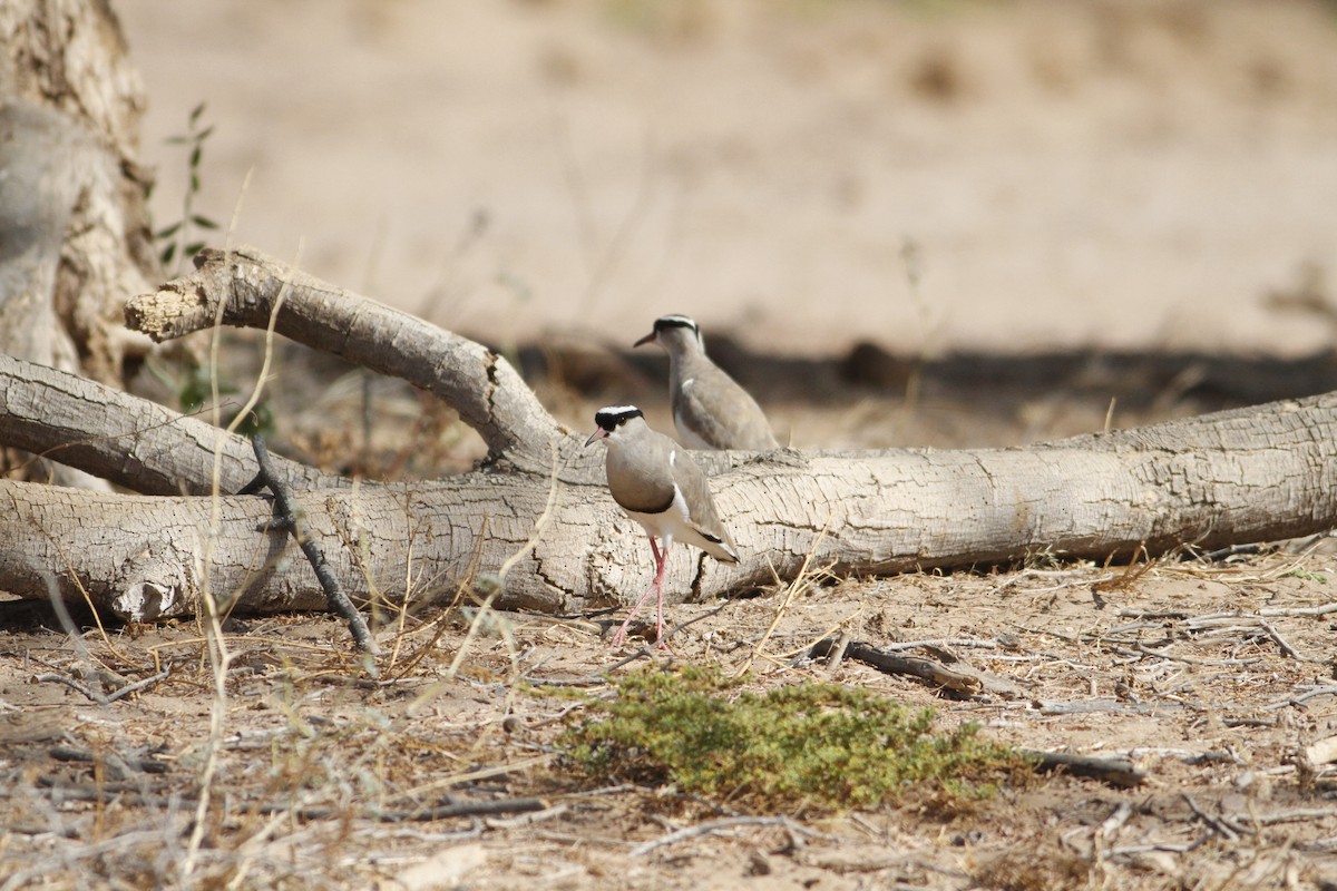 Crowned Lapwing - ML22066991