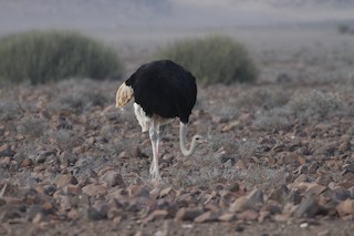 Common Ostrich, ML22067021