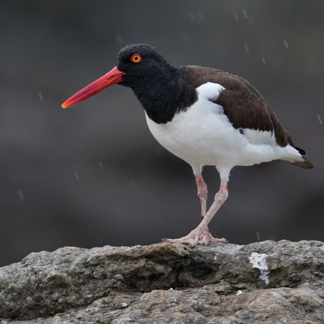 American Oystercatcher - Lars Petersson | My World of Bird Photography