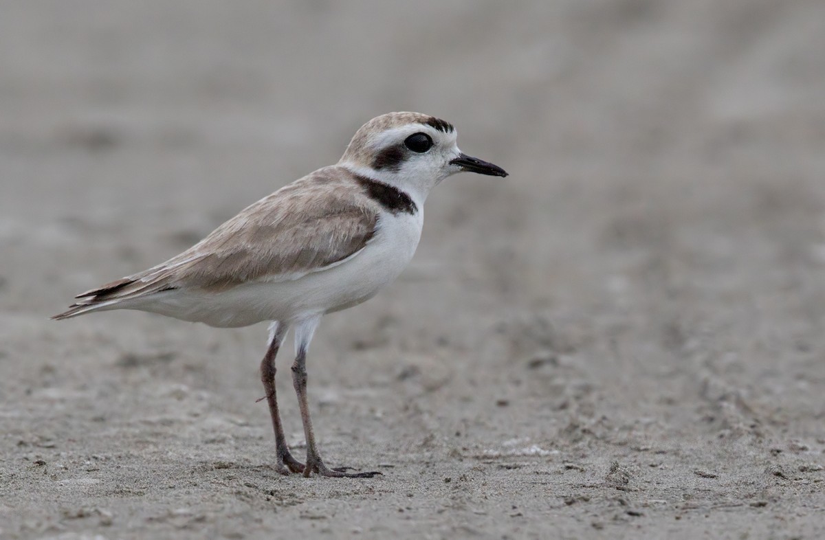 Snowy Plover - Lars Petersson | My World of Bird Photography