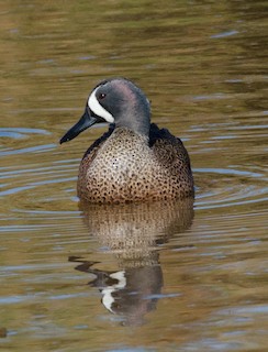 Blue-winged Teal, ML22067311