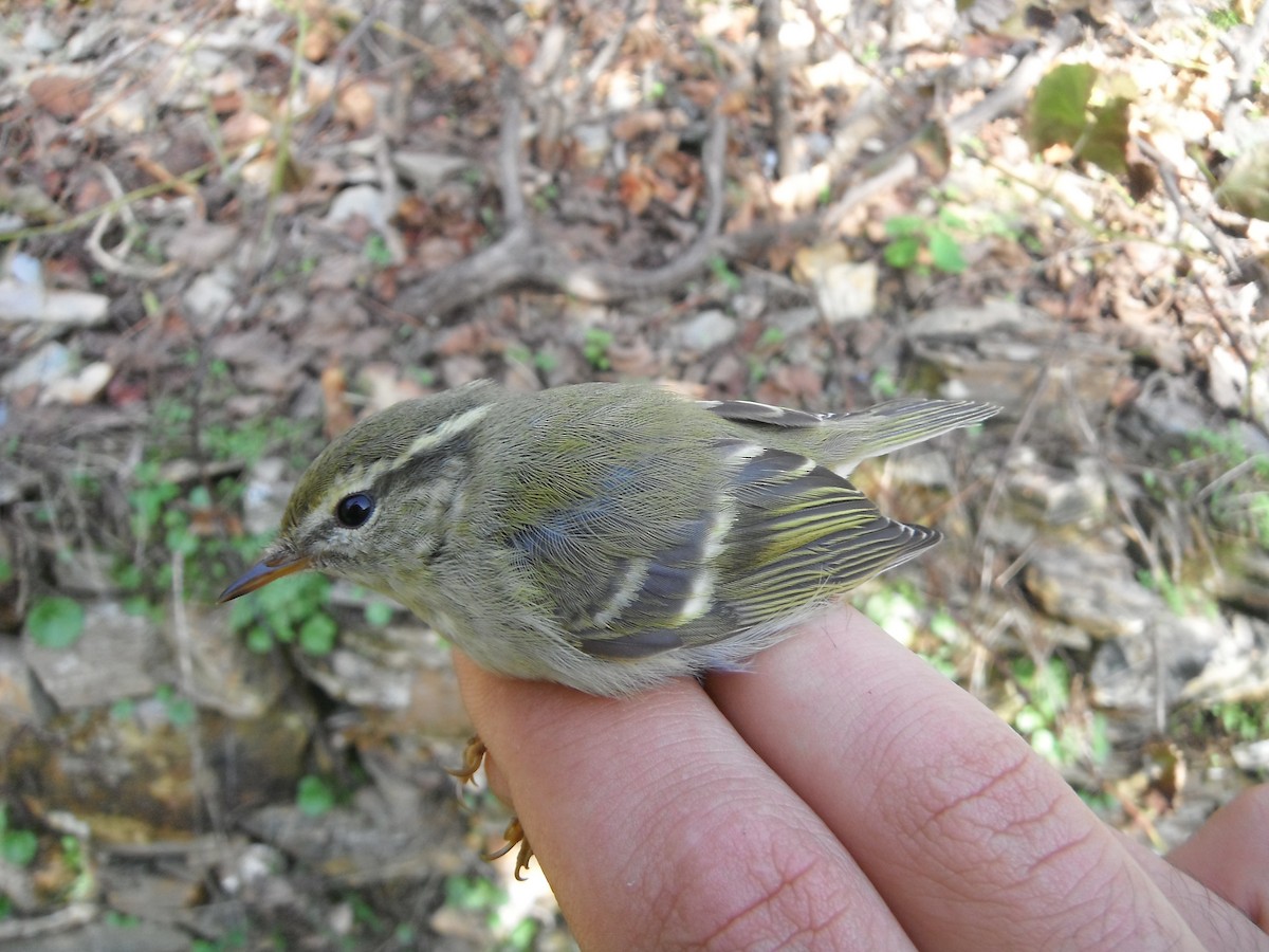 Yellow-browed Warbler - ML22067461