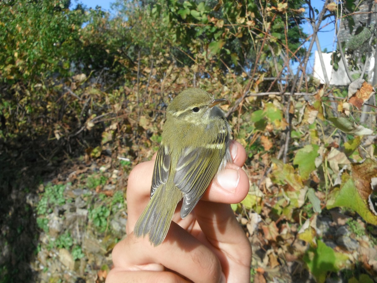 Yellow-browed Warbler - ML22067471