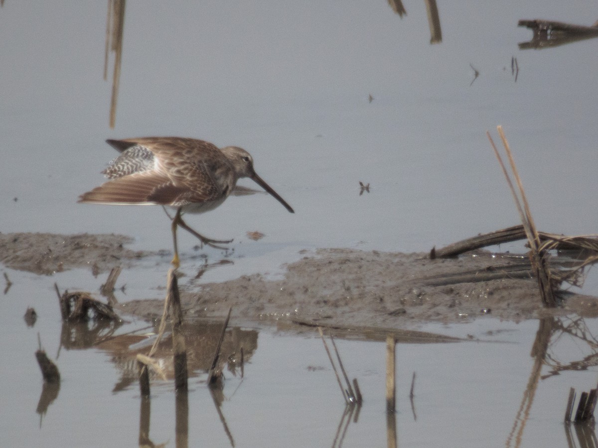 Long-billed Dowitcher - ML220675391