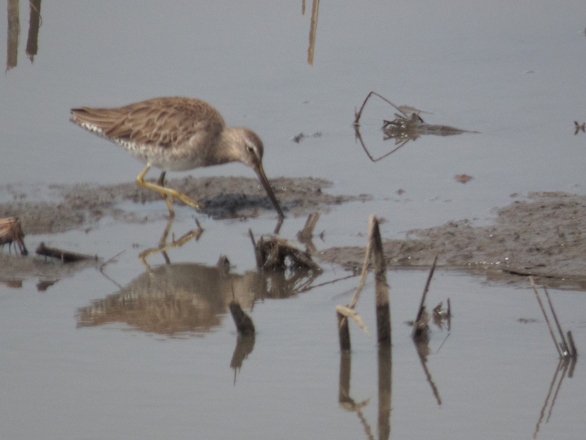 Long-billed Dowitcher - ML220675521