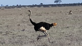 Common Ostrich, ML220675751