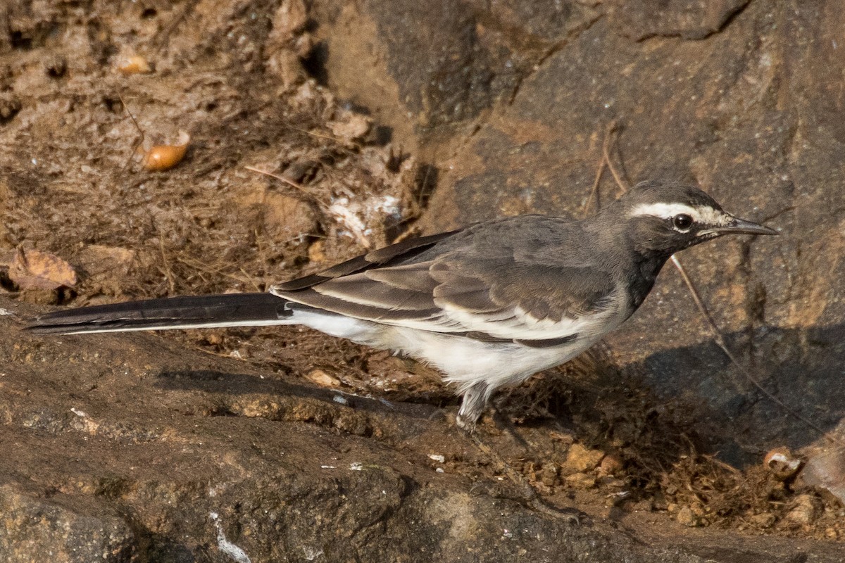 White-browed Wagtail - ML220675861